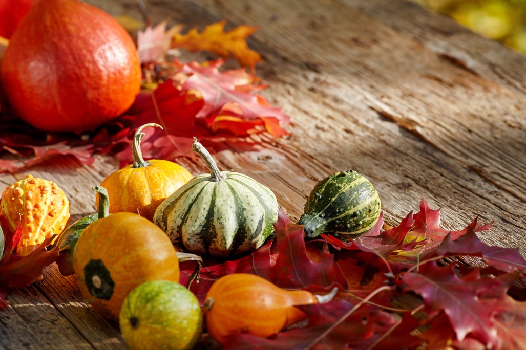 Thanksgiving Autumn Fall background with red, brown and yellow leaves and pumpkin